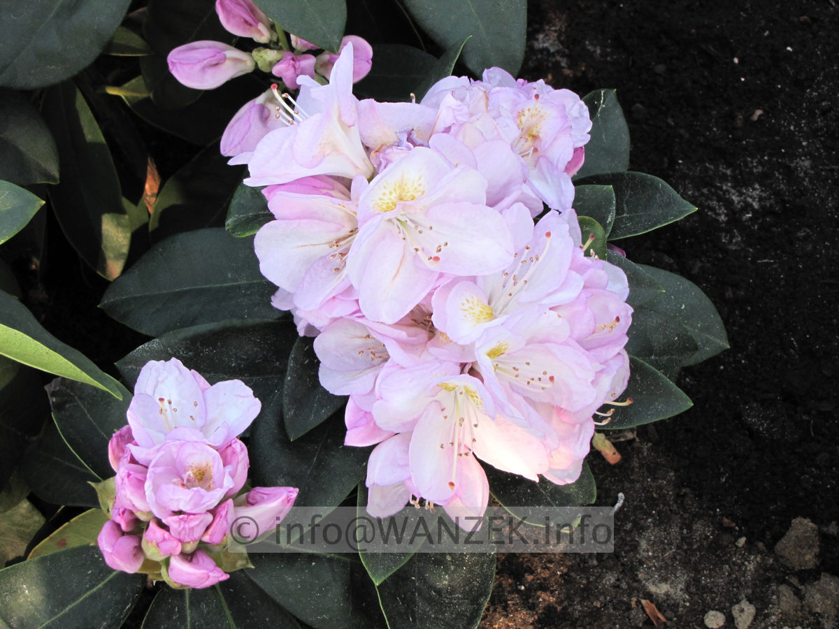 Rhododendron Gomer Waterer 03.JPG